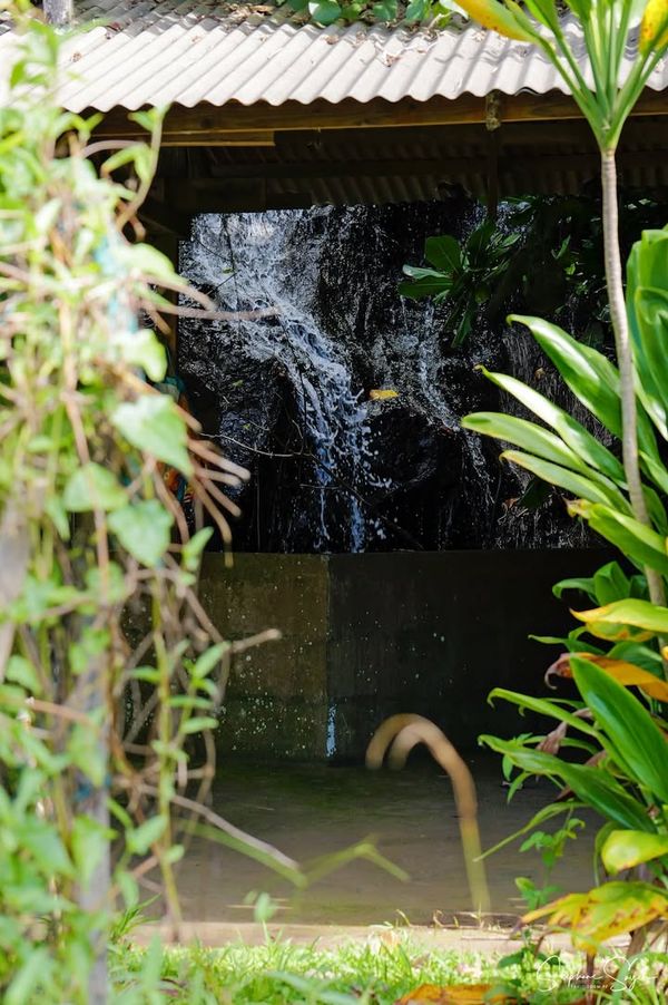 De Faa’a jusqu’aux rivages sauvages de Papenoo, la - Photo 10